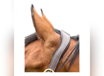 Anatomisch geformtes Halfter extra dick gepolstert