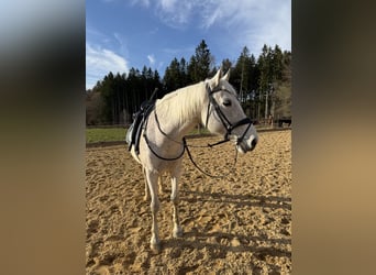 Passier PASSIERBLU Spirit Trense schwarz WB + Gurtzügel