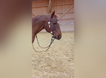 Kopfstück von Reitsport Kandern optional mit Harnesszügeln