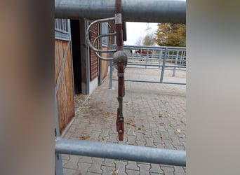 Zweiohr showtrense