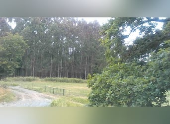 Anwesen mit Haus und privater Reitanlage
