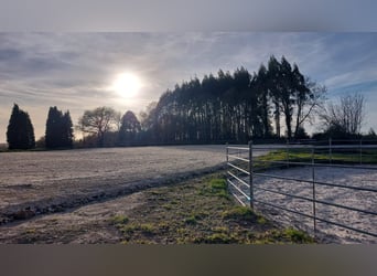 Anwesen mit Haus und privater Reitanlage