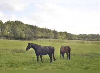 Anzeige endet 31.12.25 Einfamilienhaus mit Pferdeboxen, Reitpaltz, Weiden ( 8ha Land) in Alleinlage 