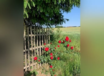 Autarkes Pferde- & Naturparadies (ca. 2,3 ha)mit Eigenwasser, PV-Ertrag & XL-Unterstand bei Landshut