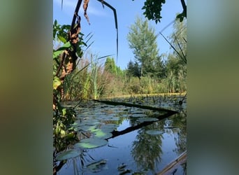 Autarkes Pferde- & Naturparadies (ca. 2,3 ha)mit Eigenwasser, PV-Ertrag & XL-Unterstand bei Landshut