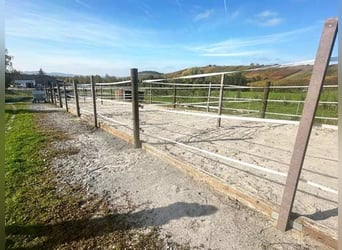 Baden Württemberg, Landkreis Heilbronn - Reitanlage zu verkaufen!