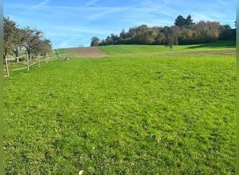 Baden Württemberg, Landkreis Heilbronn - Reitanlage zu verkaufen!