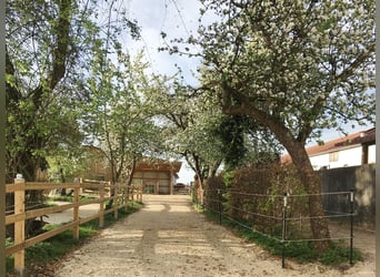 Denkmalprämiertes Jurahaus mit Pferdehof und erstklassiger Reithalle