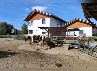 Einfamilienhaus Neubau mit 2,5 WE *Pferdehaltung* 1786 m² *provisionsfrei*