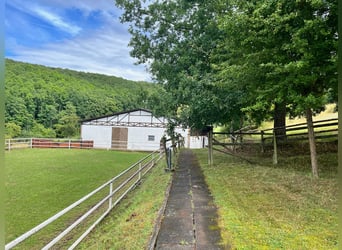 Einzigartiges Reitanwesen in der Pfalz – 5,8 Hektar, Haus, Stall, Reithalle, Reitplatz, Koppeln