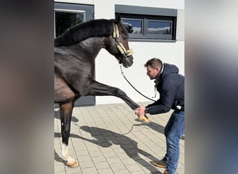 Exklusive Reitsportanlage mit Klinik & Pferde-Rehabereich bei Stuttgart