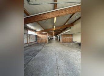 Exklusive Reitsportanlage mit moderner Lagerhalle bei Mühldorf - 388-26