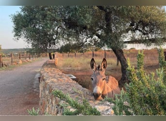 Finca des Traumhaften Landguts mit über 90 Hektar in der Nähe von Sevilla