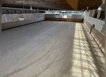 Gepflegte Reitanlage direkt an der Grenze zur Schweiz!