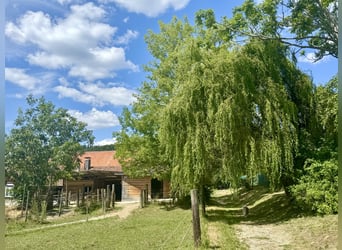 Historisches Hofgut mit Landwirtschaft auf 40 ha arrondierter Fläche & Pferdehaltung, nahe Bodenseeu