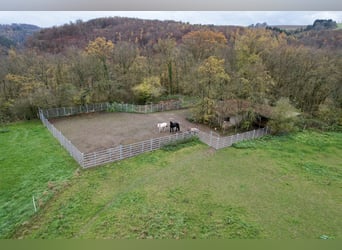 Hochrentable Reitanlage mit viel Land für artgerechte Pferdehaltung in Alleinlage