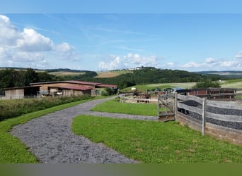 Hochrentable Reitanlage mit viel Land für artgerechte Pferdehaltung in Alleinlage