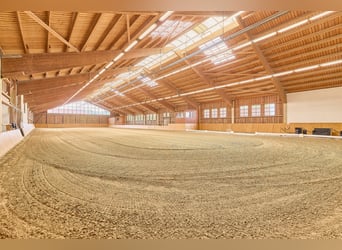 Hochwertige Reitanlage in Nieder-Moos mit optimalen Trainingsbedingungen in See-Nähe!