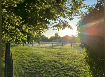 Hochwertige Reitsportanlage in Rheinhessen – Großer Sport! V14310