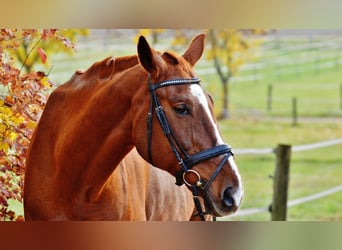 Komplett sanierte Reitanlage nördlich von Oberhausen zu verkaufen