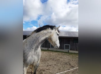 Kompletter Pferdestall 15 Paddock Boxen + 8 Offenstall Plätze + Halle + Dressur Platz Für 2000 € i.M