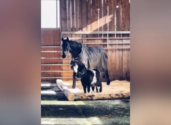 Kompletter Pferdestall 15 Paddock Boxen + 8 Offenstall Plätze + Halle + Dressur Platz Für 2000 € i.M