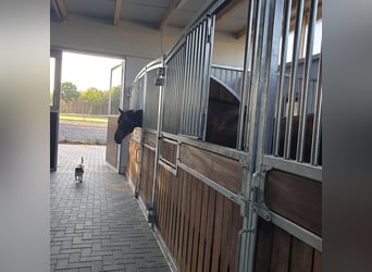 Kompletter Stalltrakt 8 Pferdeboxen zu verpachten 