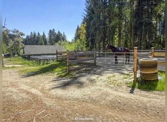 Landgut bei Birkfeld (Steiermark) - Pferdehaltung für bis zu 5 Pferde direkt am eigenen Zuhause