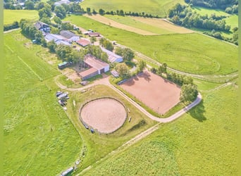 Leben in einer Symbiose mit den Pferden – gepflegte Reitanlage in Geisenheim im beliebten Rheingau!