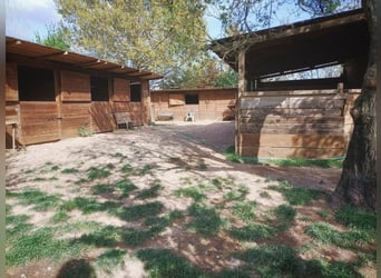 Lovely Equestrian property in Italy  