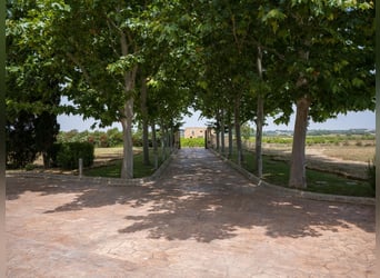 Mallorca - Finca mit Möglichkeit zur Pferdehaltung und tollem Ausreitgebiet