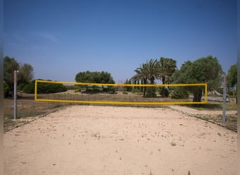 Mallorca - Finca mit Möglichkeit zur Pferdehaltung und tollem Ausreitgebiet
