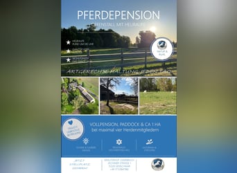 Offenstall // Pferdepension // Vollpension