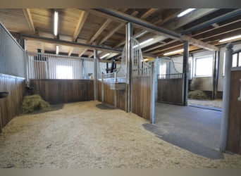 Pferdehof auf 5,7 ha! Traumhaftes Anwesen mit Reetdachhaus, Gästehaus & Stall i.d. Lüneburger Heide