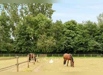 Prachtige villa met hippische accommodatie en graslanden op +/- 23hectare - 9800 DEINZE