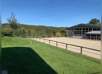 Privat-Reitanlage im Wienerwald