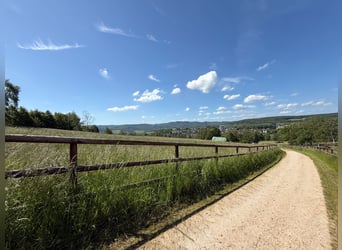 Private Reitanlage mit Panoramaweitblick vor den Toren von Bonn und Koblenz!