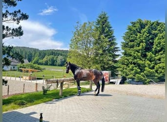 Ref2522HC Österreich, Kärnten, Völkermarkt - Wohnen, wo andere Urlaub machen- mit Ihren Pferde!