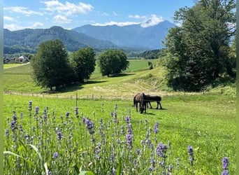 Ref2522HC Österreich, Kärnten, Völkermarkt - Wohnen, wo andere Urlaub machen- mit Ihren Pferde!