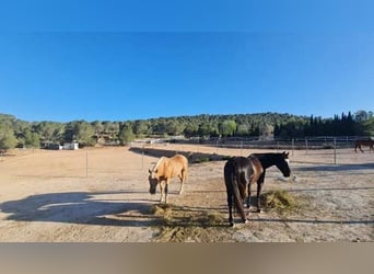 Ref2523SS SPANIEN, Alicante, Monóvar - gut eingeführte Pferde-Gäste-Ranch zu verkaufen!