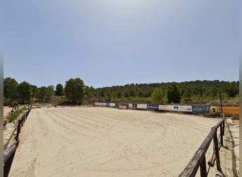 Ref2523SS SPANIEN, Alicante, Monóvar - gut eingeführte Pferde-Gäste-Ranch zu verkaufen!
