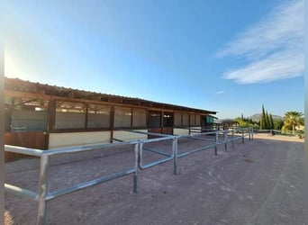 Ref2523SS SPANIEN, Alicante, Monóvar - gut eingeführte Pferde-Gäste-Ranch zu verkaufen!