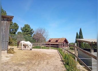 Ref2531 Spanien, Valencia, Monserrat - Finca mit Pferdestall zu verkaufen!