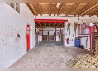 Reitanlage bei Hannover – gepflegte Stallungen, professionelle Trainingsbedingungen & 4 Wohnungen