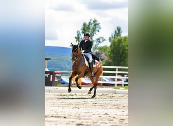 Reitanlage gesucht zur Miete, Pacht oder zum Kauf