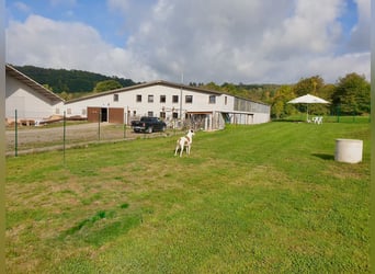Reitanlage im Harz in Bad Sachsa – Großer Aussiedlerhof mit Reithalle in Alleinlage!