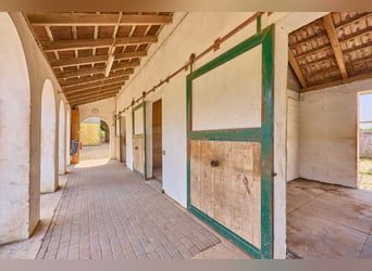 Reitanlage im Landkreis Bad Kreuznach – Fachwerktraum in Stromberg mit Reithalle!