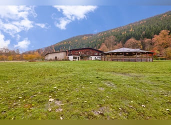 Reitanlage im Schwarzwald auf einem Erbpacht-Grundstück mit zwei Wohneinheiten!