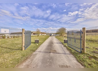 Reitanlage in Mecklenburg-Vorpommern – direkt an der Mecklenburgischen Seenplatte in einer touristis