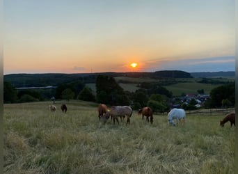 Reitanlage in Rheinland-Pfalz – im Donnersbergkreis mit Aktivstall & neuwertigem Wohnhaus!
